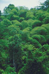 Green Initiatives