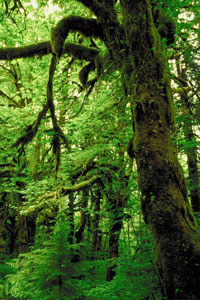 Green Initiative Analysis - Trees
